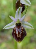 Ophrys exaltata subsp. montis-leonis